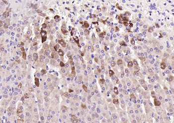 Regucalcin Rabbit Polyclonal Antibody