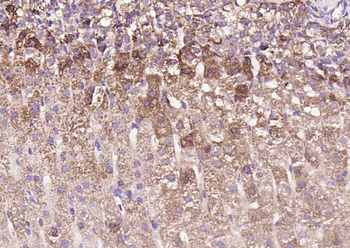 Regucalcin Rabbit Polyclonal Antibody