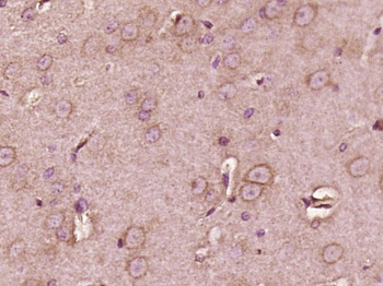 Regucalcin Rabbit Polyclonal Antibody