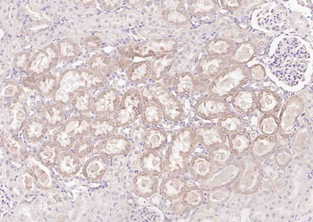Regucalcin Rabbit Polyclonal Antibody
