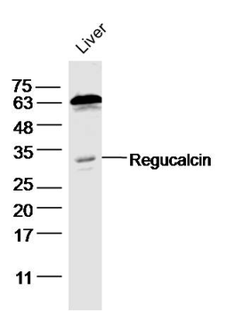 Regucalcin Rabbit Polyclonal Antibody