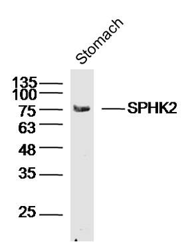 SPHK2 Rabbit Polyclonal Antibody