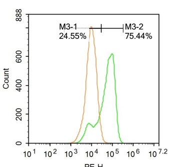Phospho-Src (Tyr418) Rabbit Polyclonal Antibody