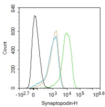 Synaptopodin Rabbit Polyclonal Antibody