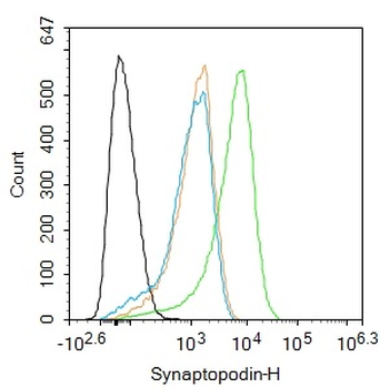 Synaptopodin Rabbit Polyclonal Antibody
