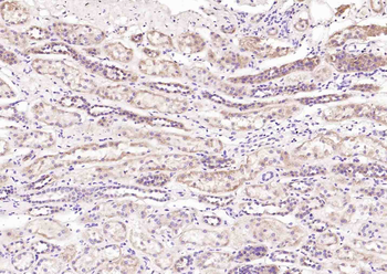 Synaptopodin Rabbit Polyclonal Antibody
