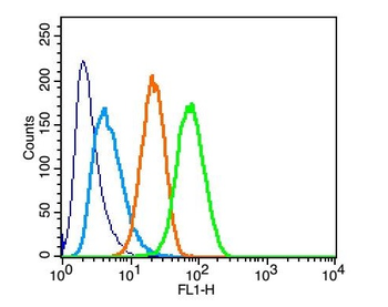 Synaptopodin Rabbit Polyclonal Antibody