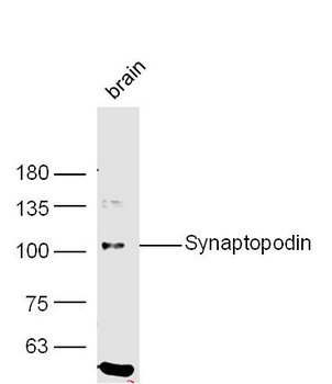 Synaptopodin Rabbit Polyclonal Antibody