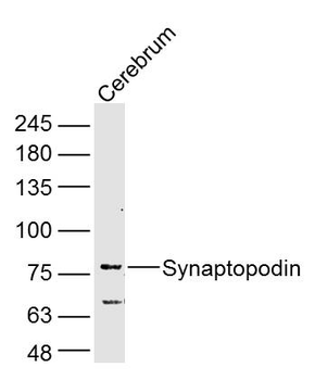 Synaptopodin Rabbit Polyclonal Antibody