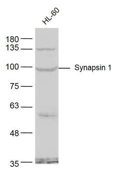 Synapsin 1 Rabbit Polyclonal Antibody