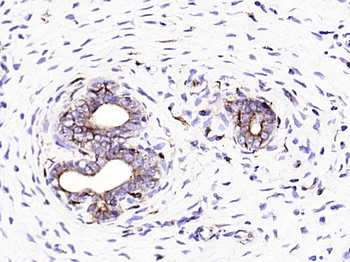 Ephrin B2 Recombinant Rabbit Monoclonal Antibody