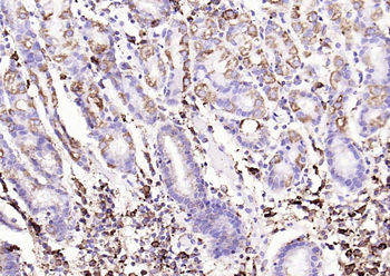 CD9 Recombinant Rabbit Monoclonal Antibody