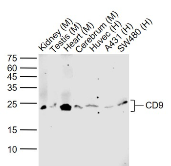 CD9 Recombinant Rabbit Monoclonal Antibody