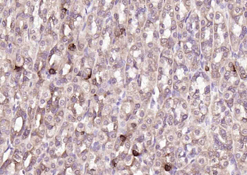 HSC70 Mouse Monoclonal Antibody