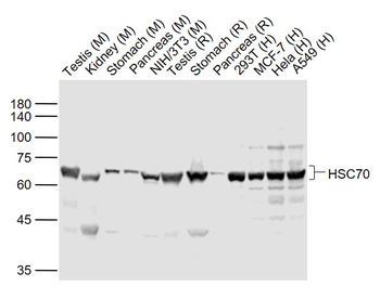 HSC70 Mouse Monoclonal Antibody