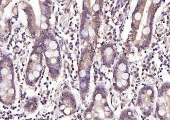 HSC70 Mouse Monoclonal Antibody