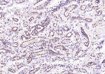 HSC70 Mouse Monoclonal Antibody