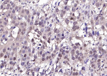 HSC70 Mouse Monoclonal Antibody