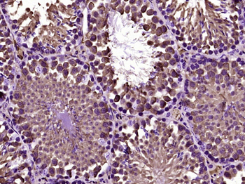 HSC70 Mouse Monoclonal Antibody