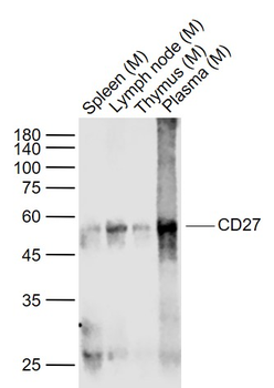 CD27 Recombinant Rabbit Monoclonal Antibody