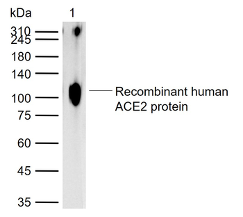 ACE2 Recombinant Rabbit Monoclonal Antibody