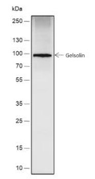 Gelsolin Recombinant Rabbit Monoclonal Antibody