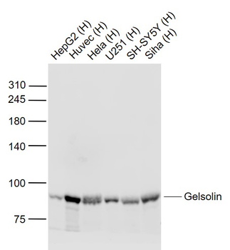 Gelsolin Recombinant Rabbit Monoclonal Antibody