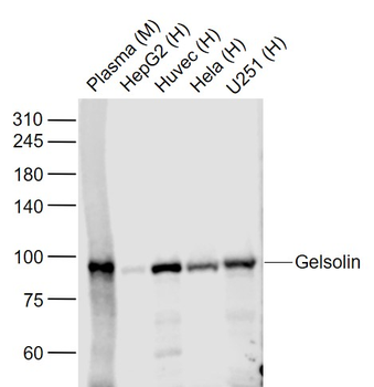 Gelsolin Recombinant Rabbit Monoclonal Antibody