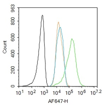 JAK2 Rabbit Polyclonal Antibody