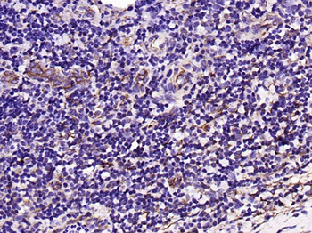 Integrin alpha 6 Recombinant Rabbit Monoclonal Antibody