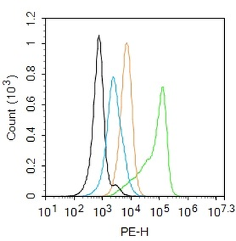 CASP4 Rabbit Polyclonal Antibody