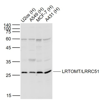 LRTOMT/LRRC51 Rabbit Polyclonal Antibody