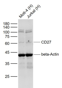 CD27 Rabbit Polyclonal Antibody
