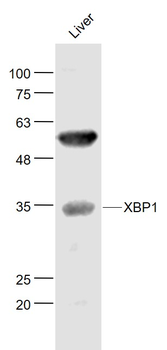 XBP1 Rabbit Polyclonal Antibody