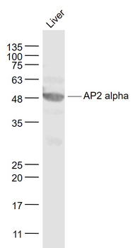 AP2 alpha Rabbit Polyclonal Antibody
