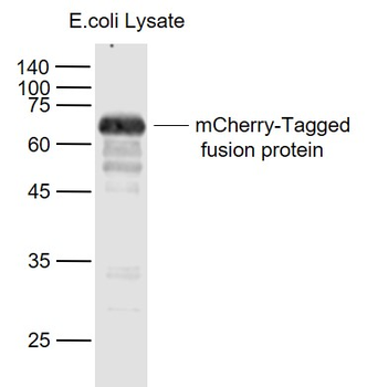 MCherry Rabbit Polyclonal Antibody