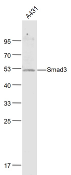 Smad3 Rabbit Polyclonal Antibody