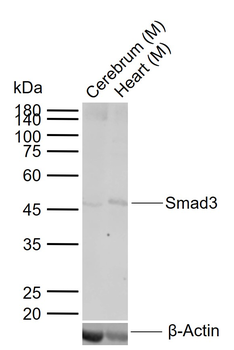 Smad3 Rabbit Polyclonal Antibody