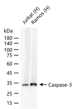 Caspase-3 Recombinant Rabbit Monoclonal Antibody