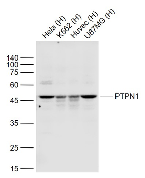 PTPN1 Rabbit Polyclonal Antibody