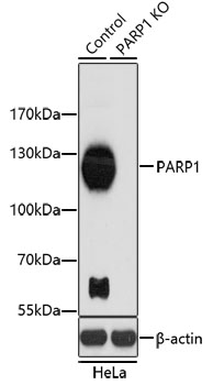 PARP1 Rabbit Polyclonal Antibody