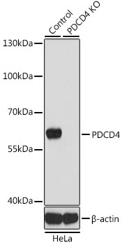 PDCD4 Rabbit Polyclonal Antibody