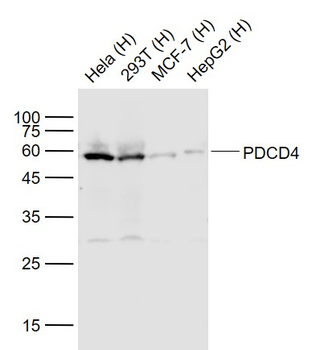 PDCD4 Rabbit Polyclonal Antibody