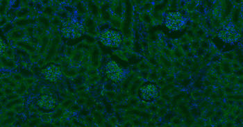 CD34 Recombinant Rabbit Monoclonal Antibody