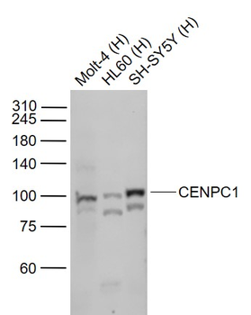 CENPC1 Recombinant Rabbit Monoclonal Antibody