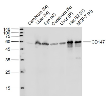 CD147 Recombinant Rabbit Monoclonal Antibody