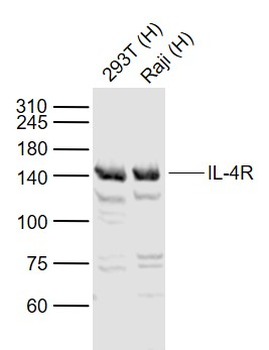IL-4R Rabbit Polyclonal Antibody