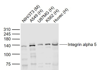 Integrin alpha 5 Rabbit Polyclonal Antibody