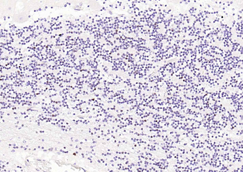NeuN Recombinant Rabbit Monoclonal Antibody