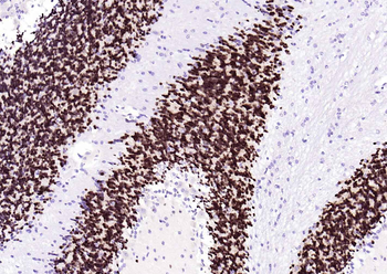 NeuN Recombinant Rabbit Monoclonal Antibody